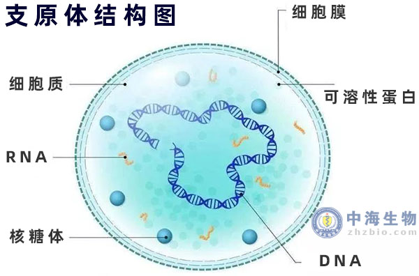 支原體結果圖示